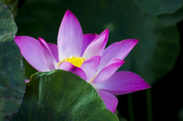 Pięknymi lotosu kwiat kwitnący za pozostawia — Zdjęcie stockowe