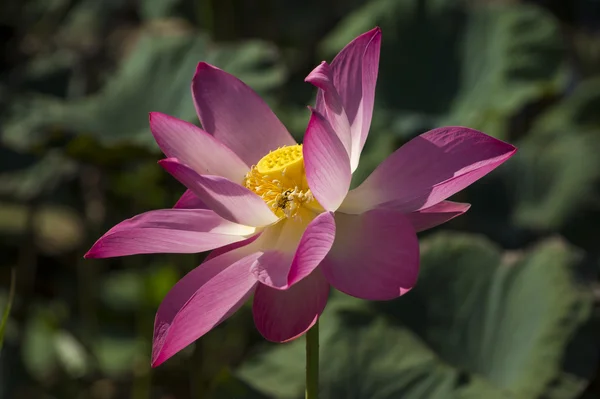 Красивый цветок лотоса в расцвете — стоковое фото