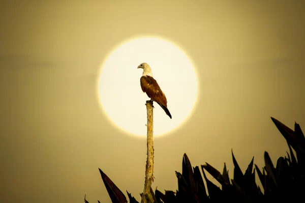 Okoń ptaków na drzewie kikut bliskiego jeziora. — Zdjęcie stockowe