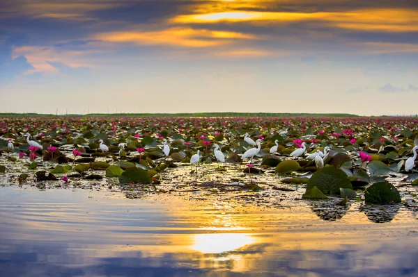 White Bird in nature and water lily. — Stock Photo, Image