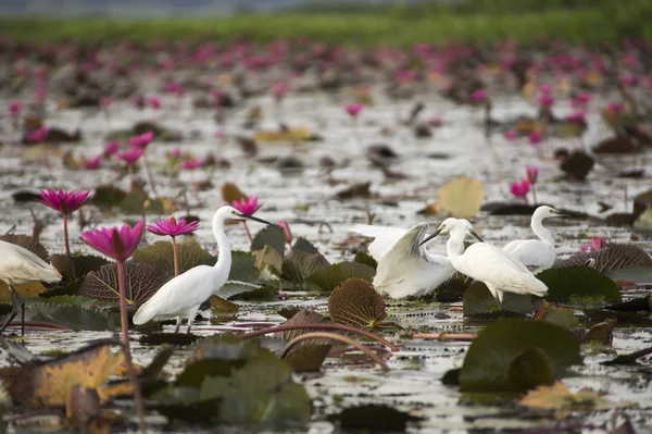 White Bird in nature and water lily. — Stock Photo, Image