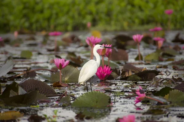 Pájaro blanco en la naturaleza y lirio de agua . — Foto de Stock