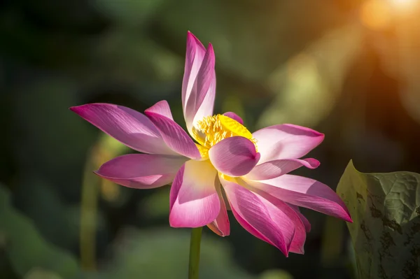 Bellissimo fiore di loto in fiore — Foto Stock
