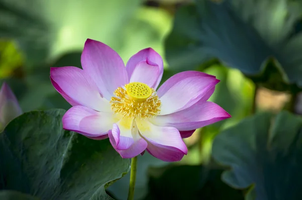 Beautiful lotus flower in blooming — Stock Photo, Image