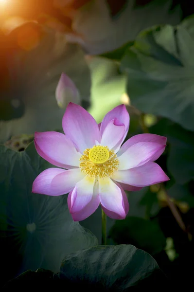 Schöne Lotusblume in voller Blüte — Stockfoto