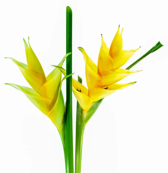 Beautiful Heliconia flower — Stock Photo, Image