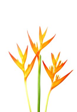 Heliconia: Altın meşale., turuncu meşale. Beyaz backg çiçek