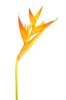 Heliconia: Altın meşale., turuncu meşale. Beyaz backg çiçek