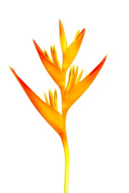 Heliconia: Altın meşale., turuncu meşale. Beyaz backg çiçek