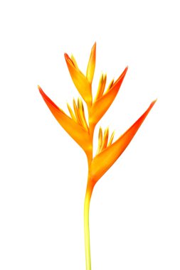 Heliconia: Altın meşale., turuncu meşale. Beyaz backg çiçek