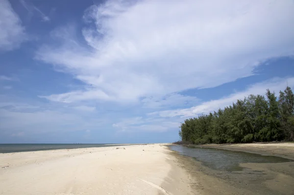 Sand fyrretræer og overskyet himmel . - Stock-foto