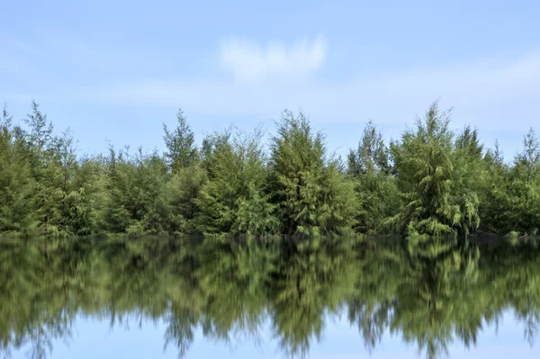 Pines and cloudy skies. — Stock Photo, Image