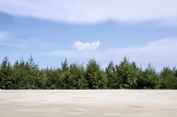 Pinos de arena y cielos nublados . — Foto de Stock