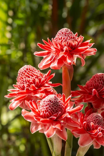 Hermosa flor de jengibre rojo tropical —  Fotos de Stock