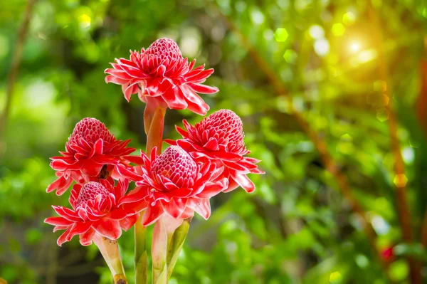 Bellissimo fiore di zenzero rosso tropicale — Foto Stock