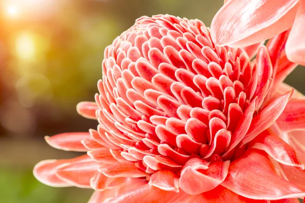 Bela flor de gengibre vermelho tropical — Fotografia de Stock