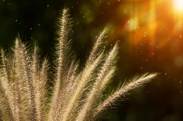 Fleur herbe impact lumière du soleil. — Photo