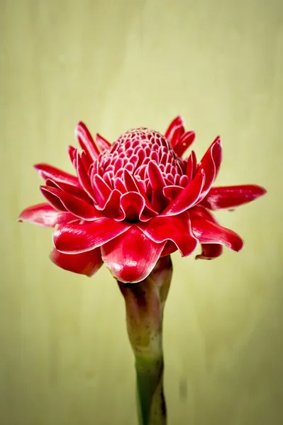 Hermosa flor de jengibre rojo tropical — Foto de Stock