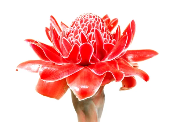 Piękny tropikalny czerwony kwiat imbiru — Zdjęcie stockowe