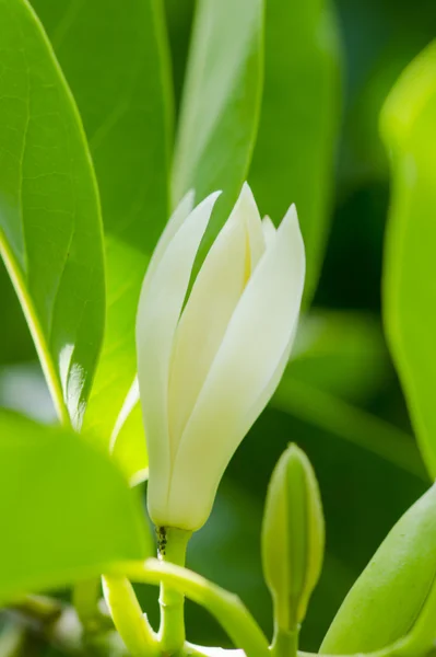 Champaka blanco están floreciendo en el árbol . —  Fotos de Stock