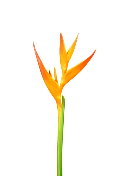 Heliconia: Antorcha Dorada., Antorcha Naranja. floración en el respaldo blanco — Foto de Stock