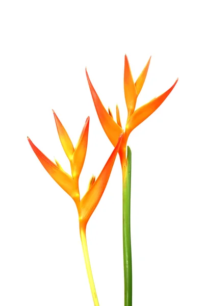 Heliconia : Golden Torch., Orange Torch. floraison sur fond blanc — Photo