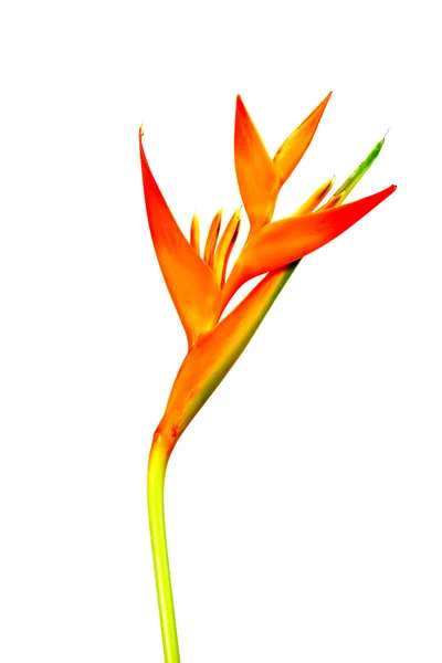 Heliconia : Golden Torch., Orange Torch. floraison sur fond blanc — Photo