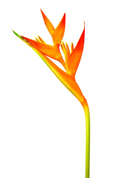 Heliconia: Antorcha Dorada., Antorcha Naranja. floración en el respaldo blanco —  Fotos de Stock