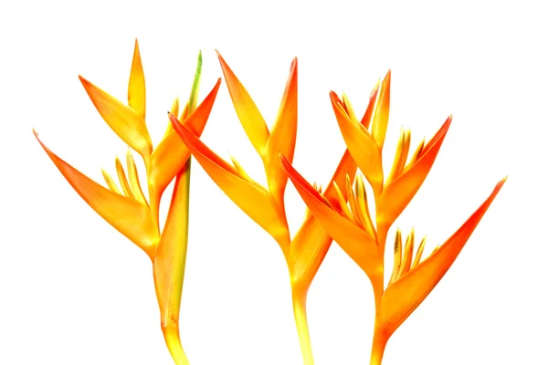 Heliconia : Golden Torch., Orange Torch. florescendo em backg branco — Fotografia de Stock