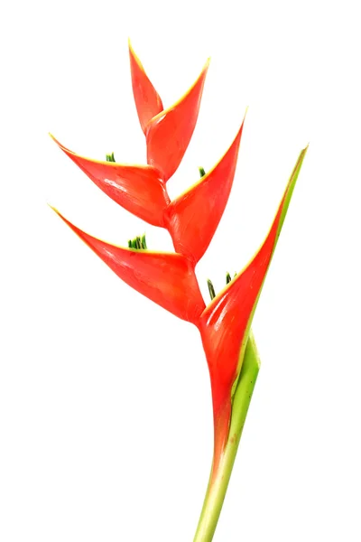 Beautiful Heliconia flower blooming on isolate white background. — Stock Photo, Image