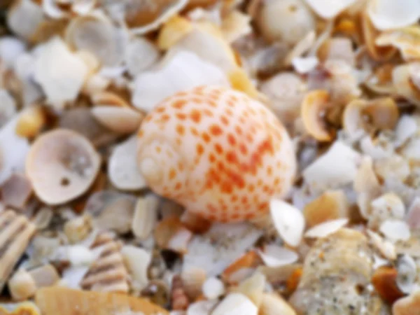 Vervagen afbeelding van schelpen op het strand. — Stockfoto