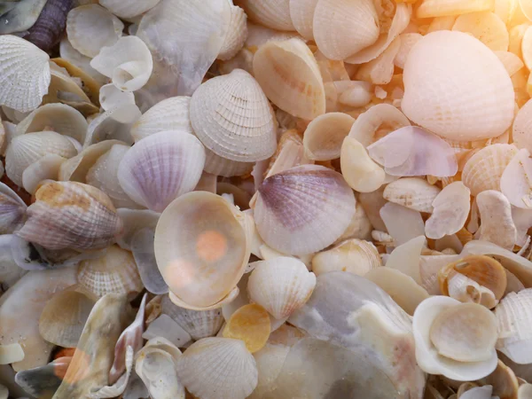 日光と浜辺で貝. — ストック写真