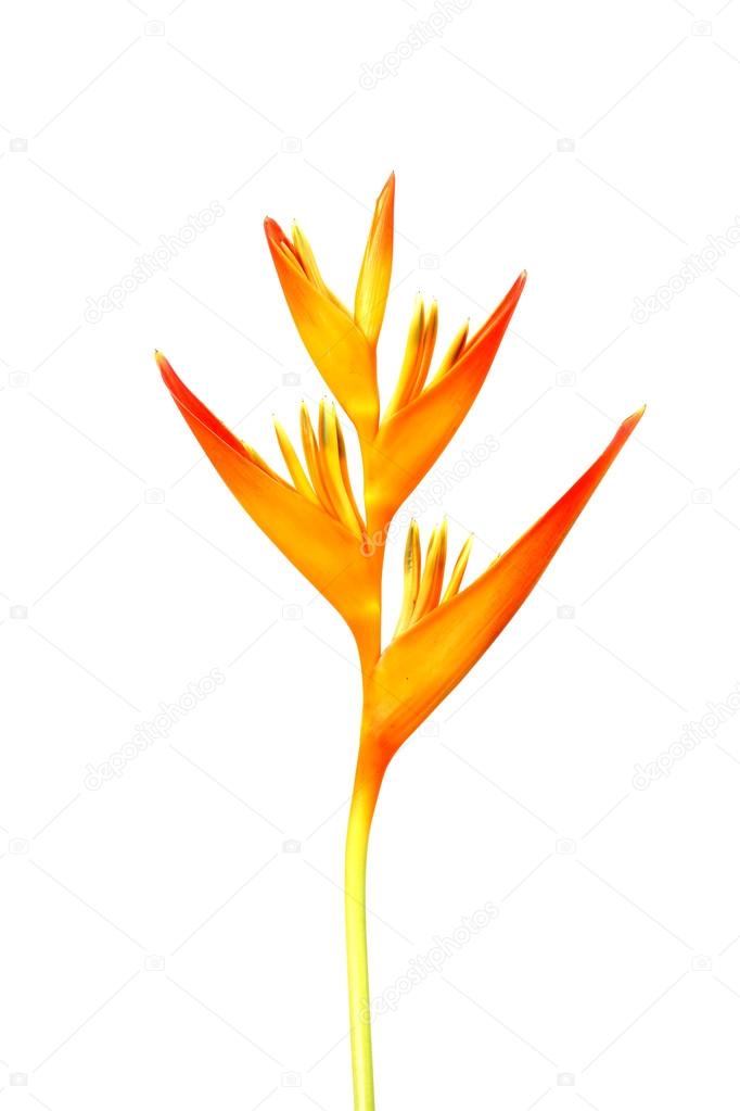 Heliconia : Golden Torch., Orange Torch. blooming on white backg