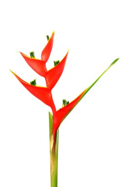 güzel heliconia çiçek çiçeklenme üzerinde beyaz izole.