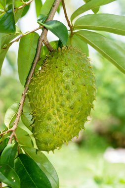 Soursop, dikenli muhallebi elma. 