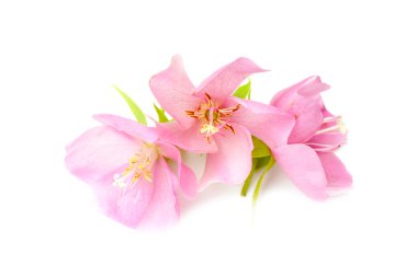 Pembe Dombeya çiçek. 