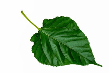 Beyaz arkaplanda dut yaprağı