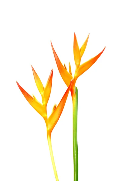 Heliconia : Torche dorée., Torche orange . — Photo