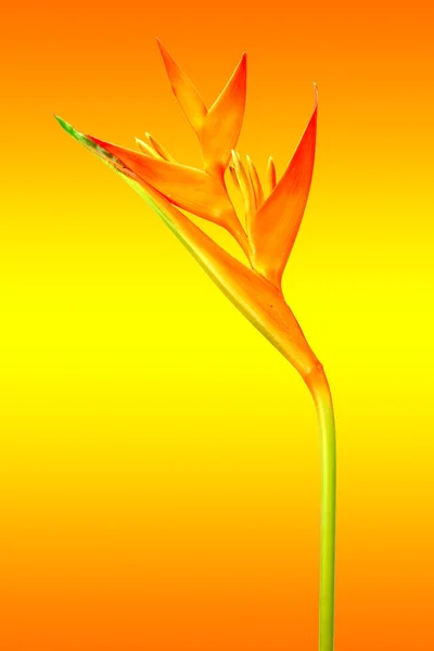 ヘリコニア： ゴールデン トーチ、オレンジ色の聖火。. — ストック写真