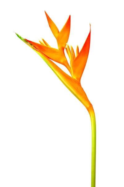 Heliconia: Antorcha de Oro., Antorcha Naranja . — Foto de Stock