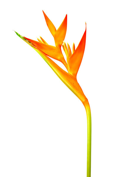 Гелия: Золотой факел, Оранжевый факел.
. 