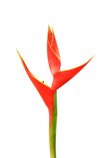 Bela flor Heliconia florescendo no fundo branco isolado . — Fotografia de Stock