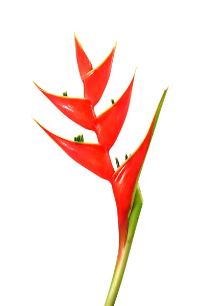 Beautiful Heliconia flower blooming on isolate white background. — Stock Photo, Image