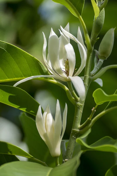 Champaka bianco stanno fiorendo sull'albero . — Foto Stock