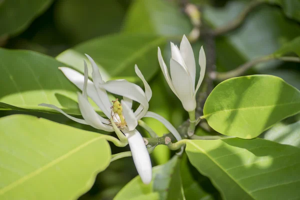 Weiße Champaka blühen am Baum. — Stockfoto