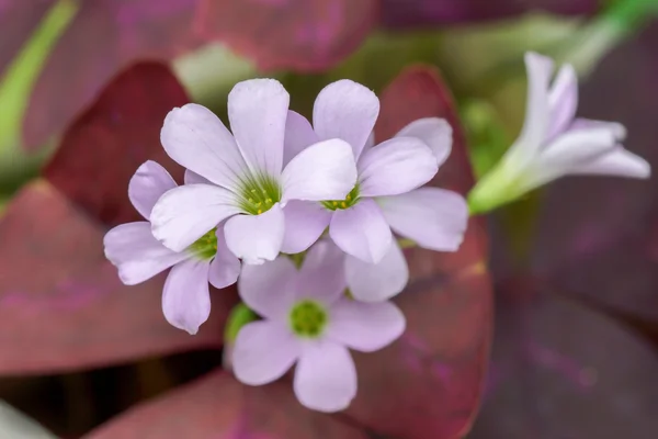 Close up of False Shamrock flower. — Stock Photo, Image