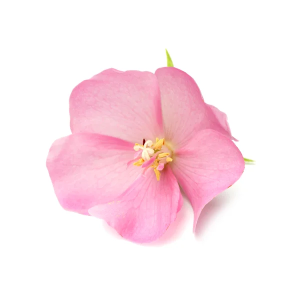 Pink Dombeya flower. — Stock Photo, Image