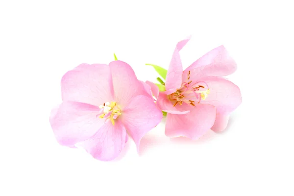Dombeya のピンクの花. — ストック写真