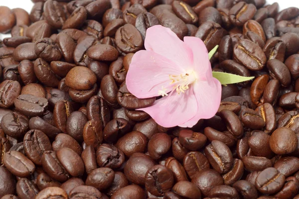 Granos de café y flor rosa —  Fotos de Stock