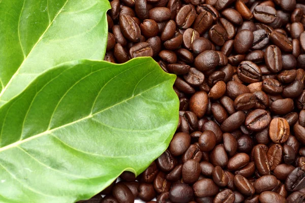 Coffee beans and leave — Stock Photo, Image
